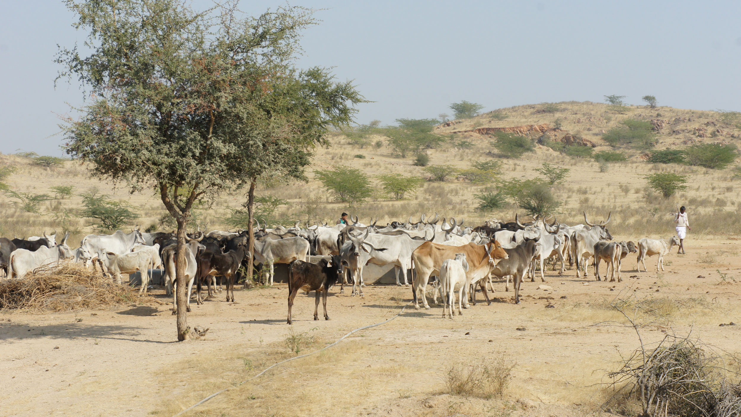 Cows in the semi-arid landscape of Rajasthan