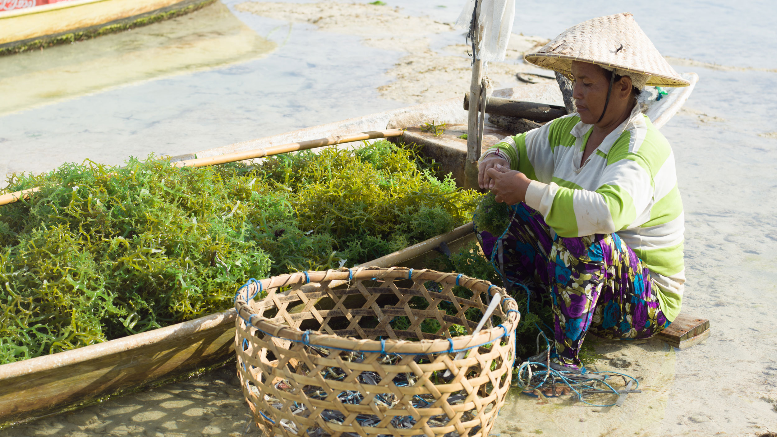 Artisanal seaweed production in Lembongan/Indonesia